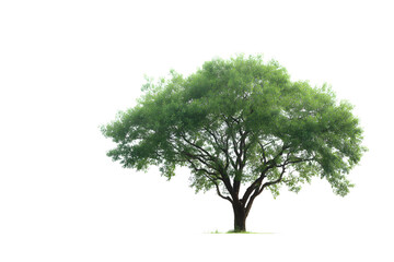 Lush green tree with wide canopy and detailed foliage, isolated on white. Perfect for eco, nature, and landscaping designs