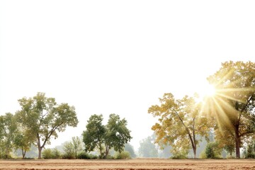 Obraz premium Morning Mist Blankets a Serene Field as Soft Sunlight Filters Through Trees in a Tranquil Landscape