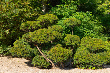 decorative tree in the Japanese style