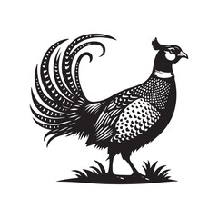 vector illustration of peacock