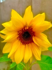 Fresh Sunflower