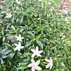 Obraz premium lily of the valley