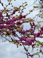 Purple blooming thistle flower in Thessaloniki, Greece