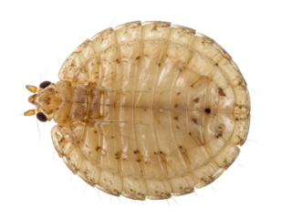 Close-up of a translucent bed bug nymph showing segmented body and fine hairs on a black background.