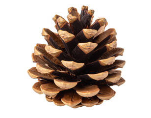 A single brown pine cone with overlapping woody scales arranged in a spiral pattern.