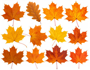 Vibrant Autumn Leaves Collection Maple, Oak, and More