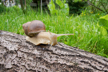 Grape snail crawls on the bark of a tree lying in the grass. Snail in its natural habitat. © Борис Бондарчук