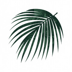 Obraz premium Dark green palm leaf silhouette on white background