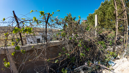 Overgrown Barbed Wire Fence in Rural Landscape