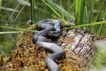 European grass snake (Natrix natrix) laying in warm sun on moss covered trunk near pond