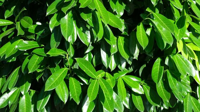 Kirschlorbeer Caucasica Bl&auml;tter an der Sonne im Sommer, Auch im Winter eine immer gr&uuml;ne Strauch Zierpflanze, Lorbeerkirsche