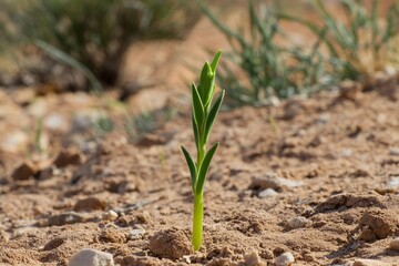 Single green sprout emerging from cracked red desert soil with dry grass and blurred rocky background