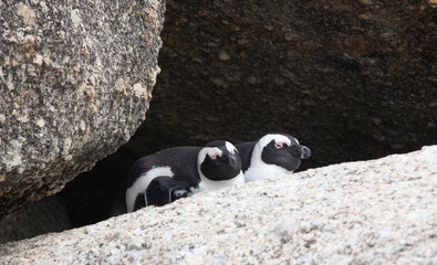 African penguins (Spheniscus demersus) at Simon's Town, Western Cape, South Africa
