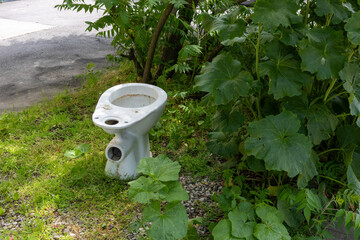 Old ceramic toilet bowl placed outdoors on grass near asphalt road and large green foliage in urban...