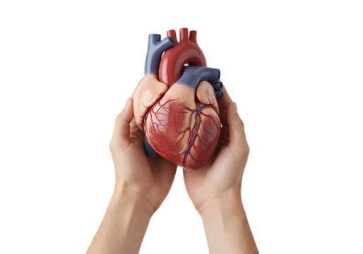 Human Hands Gently Holding a Detailed Anatomical Model of a Human Heart isolated on transparent background