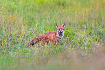 Fox sunset, orange evening light. Orange-furred animal in natural habitat. Fox on green forest...