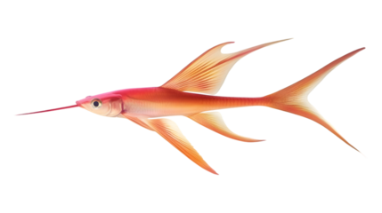 goldfish isolated on white background