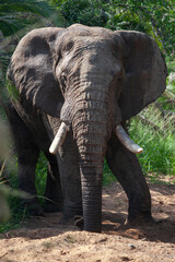 African elephant in the Kruger National Park, South Africa
