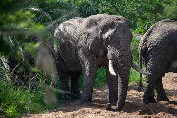 African elephant in the Kruger National Park, South Africa

