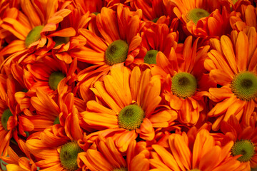orange flowers background