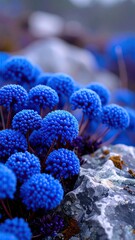 Blue Flowers with Alpine Bloom, and Nature Macro Photography.