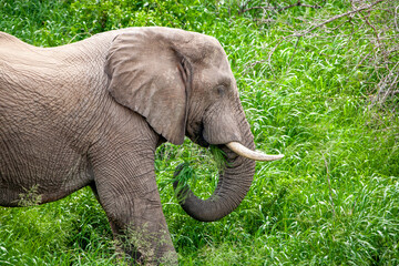 African elephant in the Kruger National Park, South Africa
