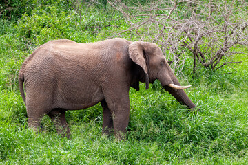 African elephant in the Kruger National Park, South Africa

