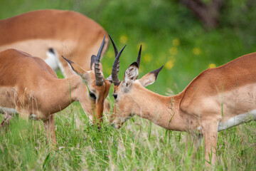 Impala Antelopes in the Kruger National Park, South Africa