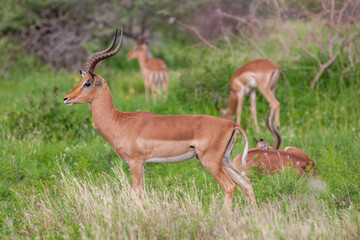 Impala Antelope in the Kruger National Park, South Africa