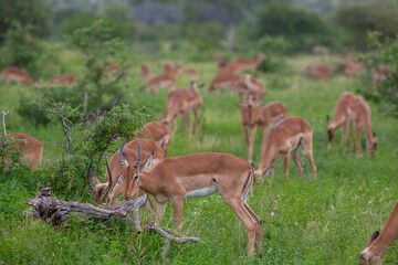 Impala Antelopes in the Kruger National Park, South Africa