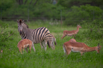 Zebras in the Kruger National Park, South Africa