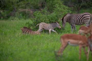 Zebras in the Kruger National Park, South Africa