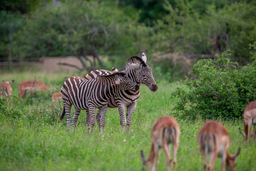Zebras in the Kruger National Park, South Africa