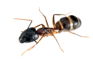 Banded Sugar Ant (Camponotus consobrinus) closeup isolated on white background, Closeup Banded...