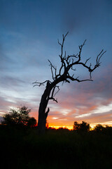 African sunset in the Kruger National Park, South Africa