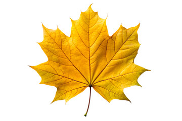 Vibrant Yellow Maple Leaf Autumn Colors and Nature's Beauty