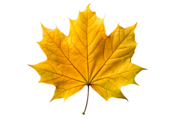 Vibrant Yellow Maple Leaf Autumn Colors and Nature's Beauty