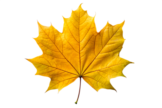 Vibrant Yellow Maple Leaf Autumn Colors and Nature's Beauty