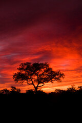 African sunset in the Kruger National Park, South Africa