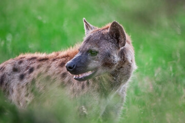 Spotted Hyena in the Kruger National Park, South Africa