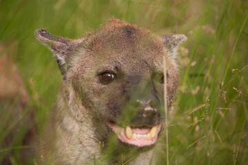 Spotted Hyena in the Kruger National Park, South Africa
