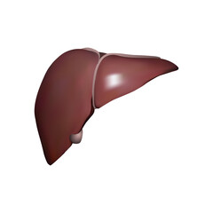 Human Liver illustration on white background vol 01