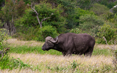 African buffalo in the Kruger National Park, South Africa