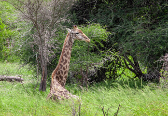 Giraffe in the Kruger National Park, South Africa