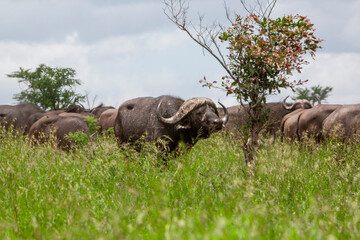 African buffalo in the Kruger National Park, South Africa