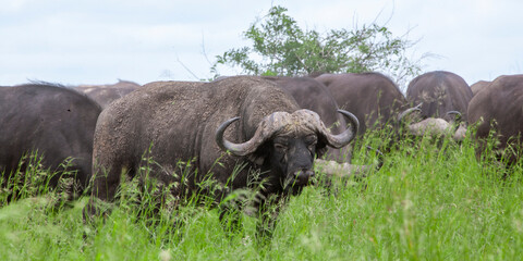 African buffalo in the Kruger National Park, South Africa