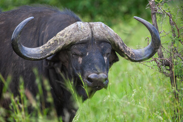 African buffalo in the Kruger National Park, South Africa