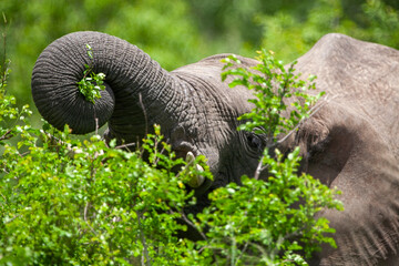 African elephant in the Kruger National Park, South Africa
