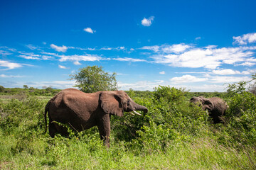 African elephant in the Kruger National Park, South Africa
