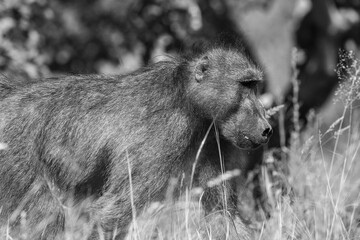 Baboon in the Kruger National Park, South Africa